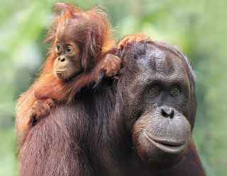 Obrázek z Magnet 3D 7x9cm - orangutan (12) 